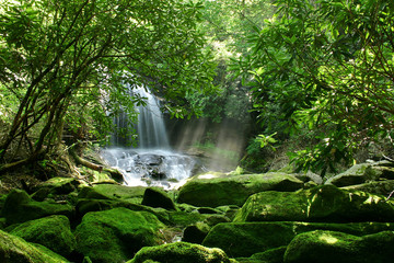 A large waterfall is hidden by lush foliage and mossy rocks