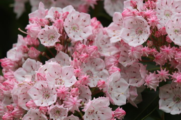 アメリカシャクナゲ