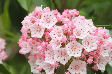 アメリカシャクナゲ