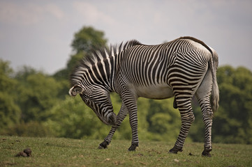 zebra bow