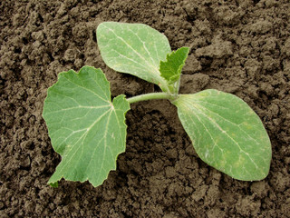 pumpkin seedling growing on the bed