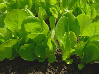 green lettuce on the vegetable bed