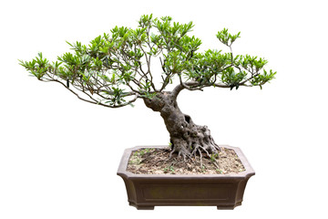traditional bonsai tree
