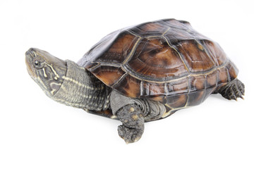 Obraz premium tortoise