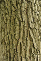 Tree Bark