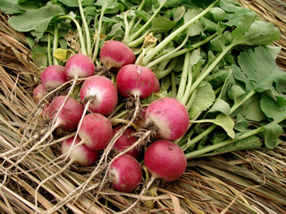bunch of fresh radishes with tops on dry grass background