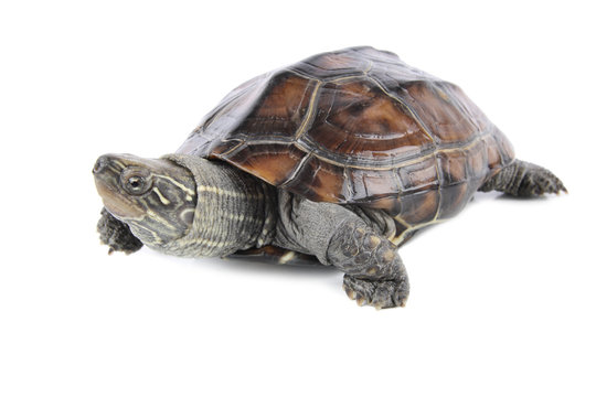 tropical tortoise
