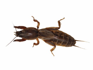 Mole cricket isolated on white background (Gryllotalpidae)