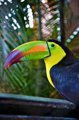 Colorful toucan bird in Mexico
