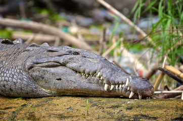 Alligator along the Sumidero Canyon, Mexico