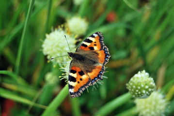 butterfly sits on a flower
