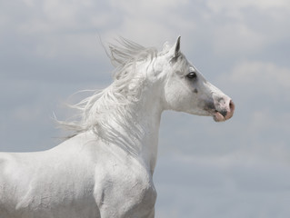 Obraz na płótnie Canvas white arabian horse