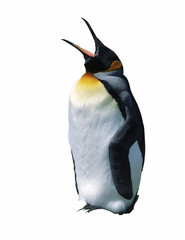 Chick emperor penguin - 33206745