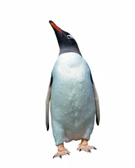 Photo sur Plexiglas Pingouin Manchot papou isolé avec un tracé de détourage