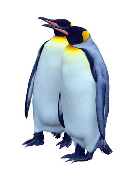 Two isolated emperor penguins with clipping path