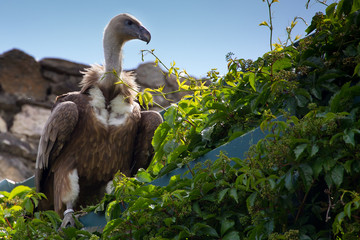 Gänsegeier (Gyps fulvus)