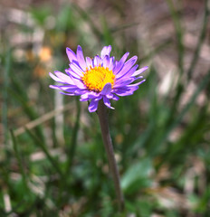 Wild mountain flowers