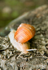 crawling snail