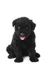 Little hungarian Puli Dog