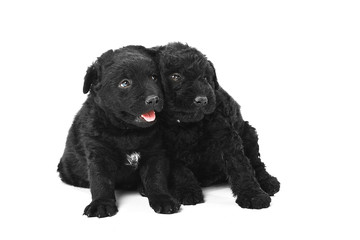 Little hungarian Puli Dog