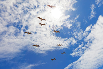 Nine pelicanos flying in blue cloudy sky