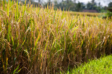Rice field