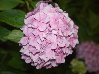 雨にぬれた紫陽花