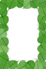 Skeletal leaves on white - frame . Clipping path included.