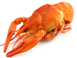Crayfish