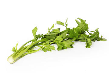 Coriander on white background