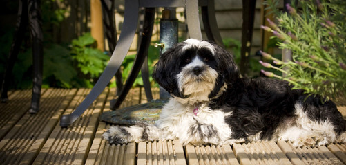 Dog laying on decking in the sun
