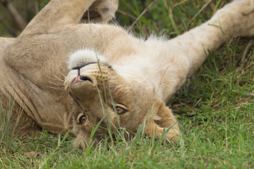 Lion (Panthera leo), Masai Mara National Reserve, Kenya