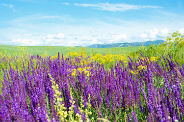 Fototapeta premium Summer landscape
