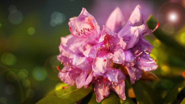 Rhododendron, Azalia, Ericaceae