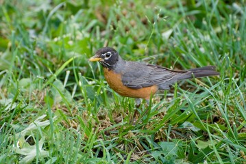 Robin