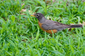 Robin