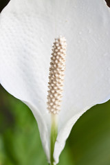 Spathiphyllum, Fleur de lune