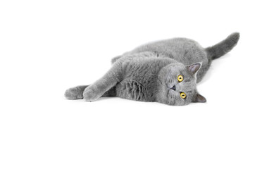 British shorthair lying on a white ground