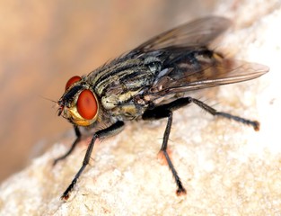 Stand alone fly close up