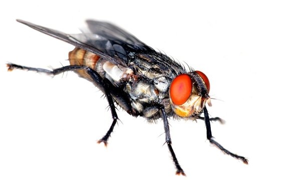 Stand alone fly close up