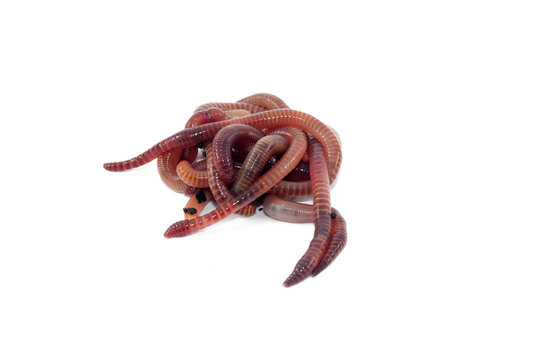 Worms
