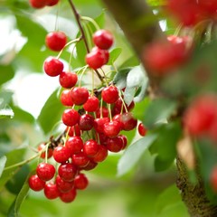 Sommerzeit - Kirschen