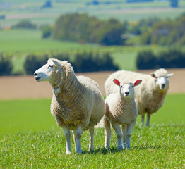 Naklejka premium Sheep on the farm