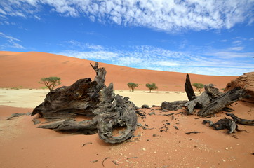 desert Namib in Namibia