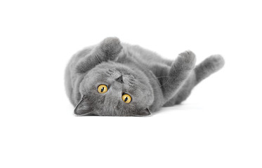 British shorthair lying