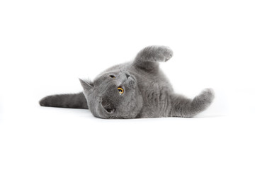 British shorthair
