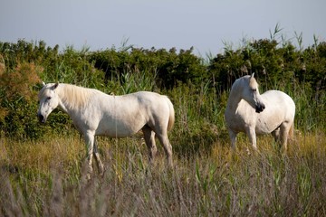 Camargue Pferde