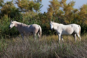 Obraz premium Camargue Pferde