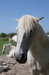 Camargue Pferd