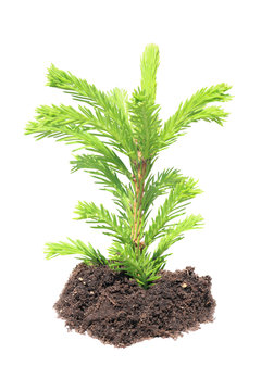 young green sapling fir, pine
